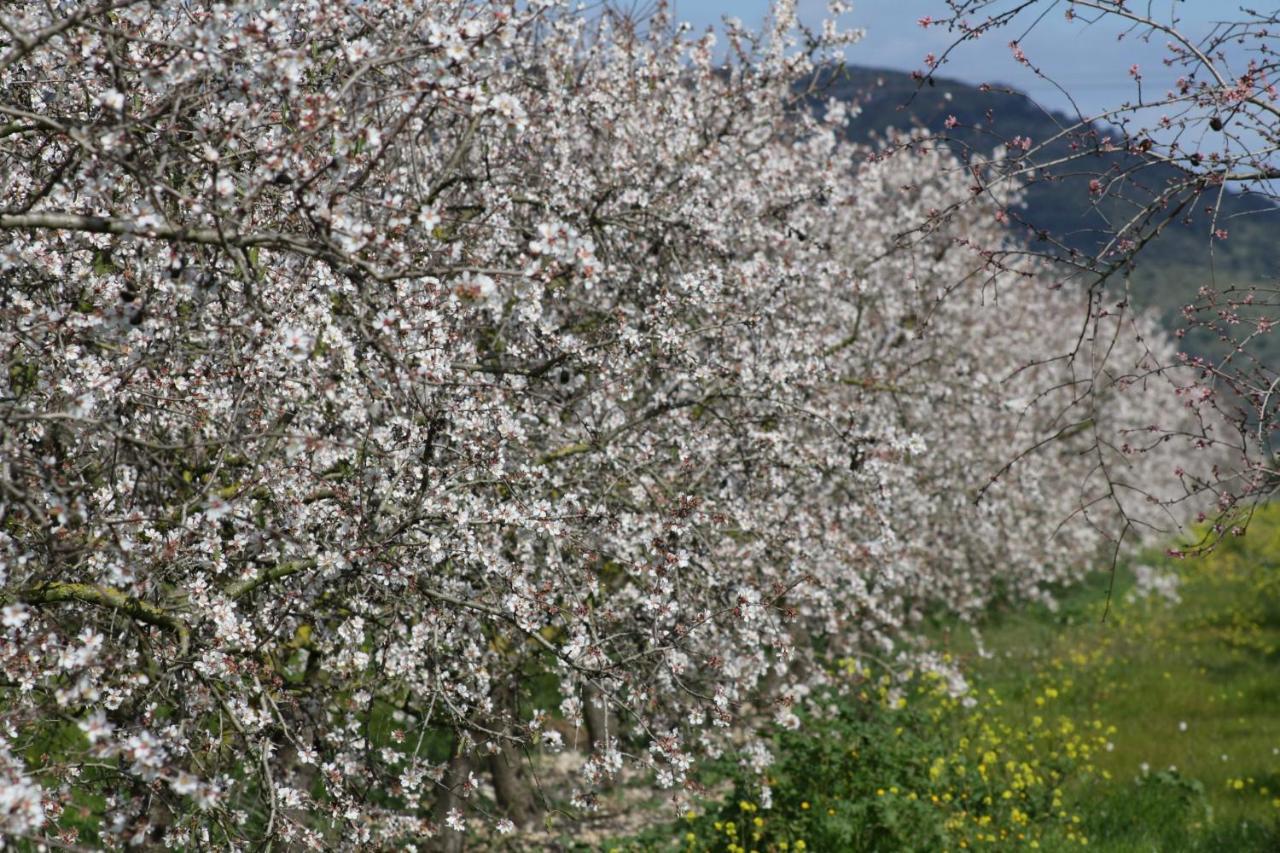 155 Finca Son Rossignol By Mallorca Charme Sineu  Exteriér fotografie